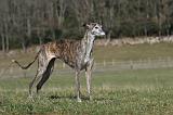 GALGO 016